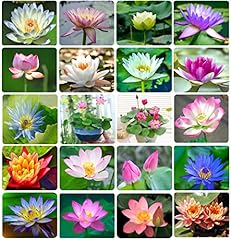 Bonsai lotus flower for sale  Delivered anywhere in USA 