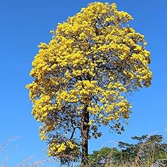 Handroanthus chrysotrichus see for sale  Delivered anywhere in USA 