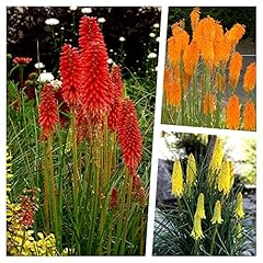 Kniphofia kollektion fackellil gebraucht kaufen  Wird an jeden Ort in Deutschland