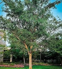 Chinese elm tree for sale  Delivered anywhere in USA 