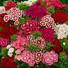 Sweet william auricula for sale  Delivered anywhere in UK