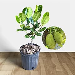 Jackfruit tree sweet for sale  Delivered anywhere in USA 