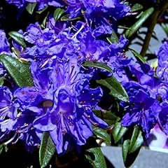 Blue rhododendron plants for sale  Delivered anywhere in USA 