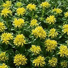 Gardenersdream sedum little for sale  Delivered anywhere in UK