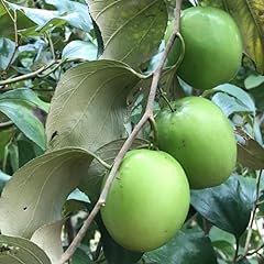 Live jujube tree for sale  Delivered anywhere in USA 