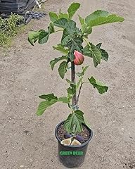 Osborne prolific fig for sale  Delivered anywhere in USA 