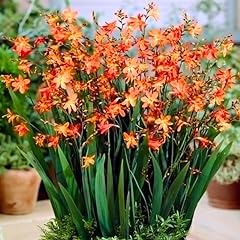 Pack orange crocosmia for sale  Delivered anywhere in USA 