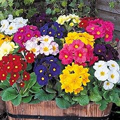 Welldales giant polyanthus for sale  Delivered anywhere in UK