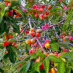 Tomorrowseeds american plum for sale  Delivered anywhere in USA 