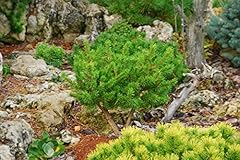 Manomet dwarf jack for sale  Delivered anywhere in USA 