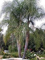 Queens palm semi usato  Spedito ovunque in Italia 