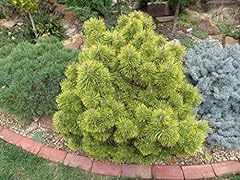 Zundert mugo pine for sale  Delivered anywhere in USA 