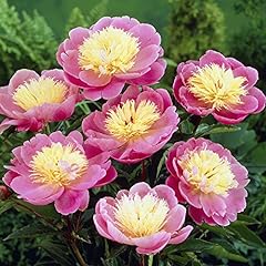 Pack perennial peony for sale  Delivered anywhere in Ireland