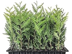 Thuja arborvitae green for sale  Delivered anywhere in USA 