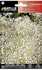 Batlle gypsophile vivace d'occasion  Livré partout en Belgiqu