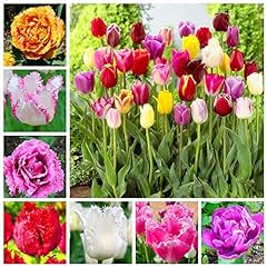 New 10pcs tulip gebraucht kaufen  Wird an jeden Ort in Deutschland