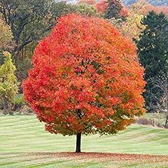 Sugar maple tree for sale  Delivered anywhere in USA 