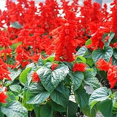 Set salvia plants for sale  Delivered anywhere in USA 