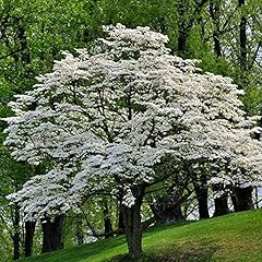 White flowering dogwood for sale  Delivered anywhere in USA 
