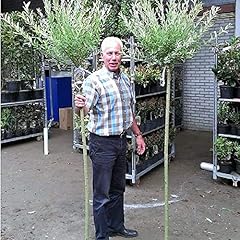 Salix tree hakuro for sale  Delivered anywhere in UK