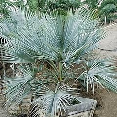 Chuxay garden mexican for sale  Delivered anywhere in USA 