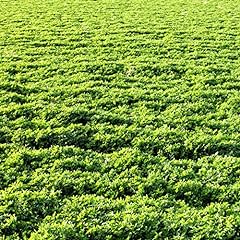Outsidepride alfalfa forage for sale  Delivered anywhere in USA 