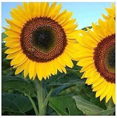 Premier seeds direct for sale  Delivered anywhere in UK