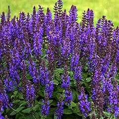 Salvia bumbleblue garden for sale  Delivered anywhere in UK