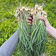 200 semi aglio usato  Spedito ovunque in Italia 