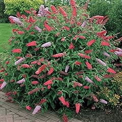 Gardeners dream buddleja gebraucht kaufen  Wird an jeden Ort in Deutschland
