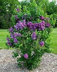 French lilac shrub for sale  Delivered anywhere in USA 