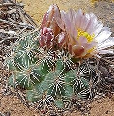 Portal cool cactus usato  Spedito ovunque in Italia 