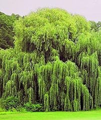 Weeping willow trees for sale  Delivered anywhere in USA 