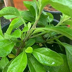 Longevity spinach plants for sale  Delivered anywhere in USA 