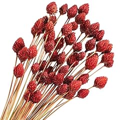 Pcs red dried for sale  Delivered anywhere in USA 