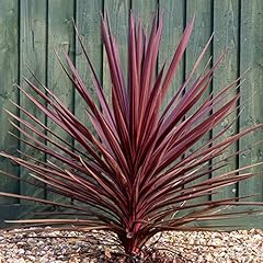 Gardenersdream cordyline torba for sale  Delivered anywhere in UK