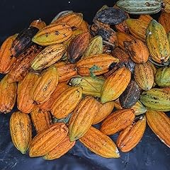 Semi frutta cacao usato  Spedito ovunque in Italia 