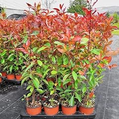 Photinia red robin usato  Spedito ovunque in Italia 