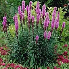 Roots liatris spicata for sale  Delivered anywhere in Ireland