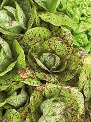 UNUSUAL RARE heirloom heritage FRECKLES Lettuce 100 for sale  Delivered anywhere in UK