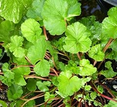 Scented geranium coconut for sale  Delivered anywhere in USA 