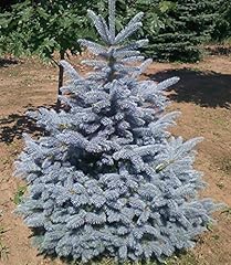 Fat albert dwarf for sale  Delivered anywhere in USA 
