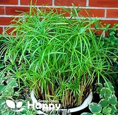 Umbrella plant 200 for sale  Delivered anywhere in UK