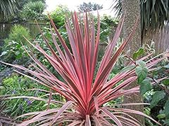 Cordyline charlie boy for sale  Delivered anywhere in Ireland