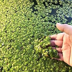 Generic semi giardino usato  Spedito ovunque in Italia 