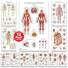 Human anatomy posters for sale  Delivered anywhere in USA 