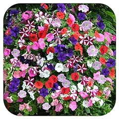 Petunia frenzy mixed for sale  Delivered anywhere in UK