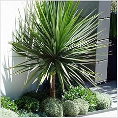 Cordyline australis architectu for sale  Delivered anywhere in UK