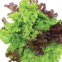 Gardeners kitchen lettuce for sale  Delivered anywhere in UK