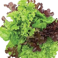 Gardeners kitchen lettuce for sale  Delivered anywhere in UK